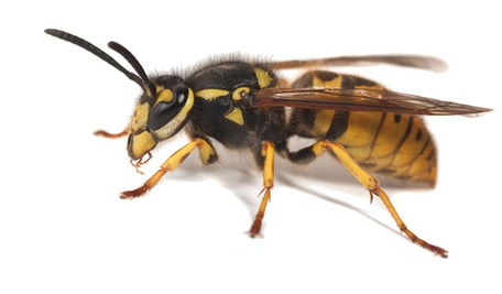 Wasp Control