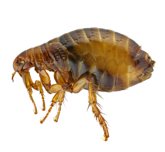 Bed Bug and Flea Pest Control