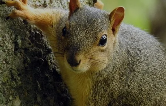 Domestic Pest Control