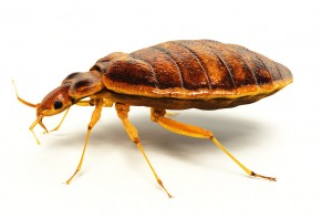 Bed Bugs