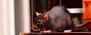 Rat Control London