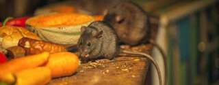 Mice Control London