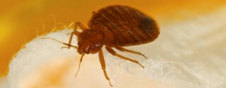 Bed Bug Removal London