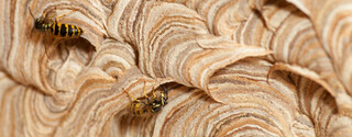 Wasp Nest Removal London