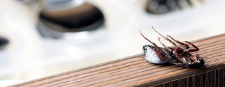 Cockroach Control London