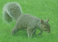 Squirrels