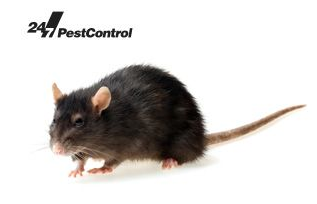 Professional Rat Control