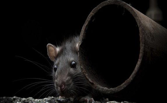 Rodent Control