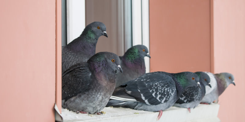 Bird Control Service Glasgow