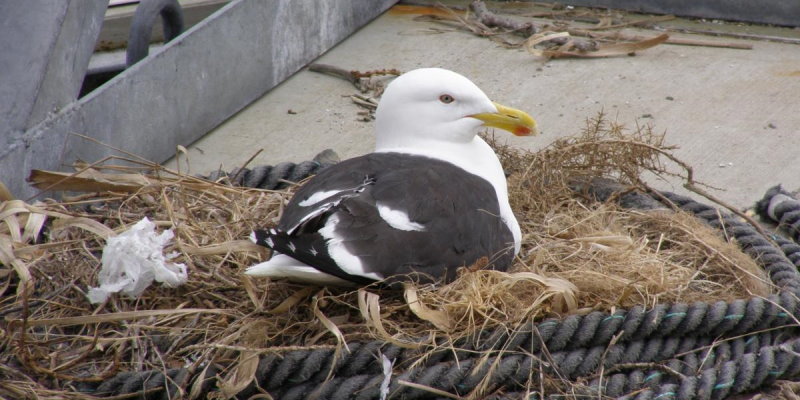 Bird Control Service Glasgow