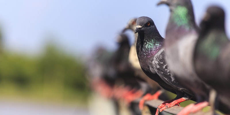 Bird Control Service