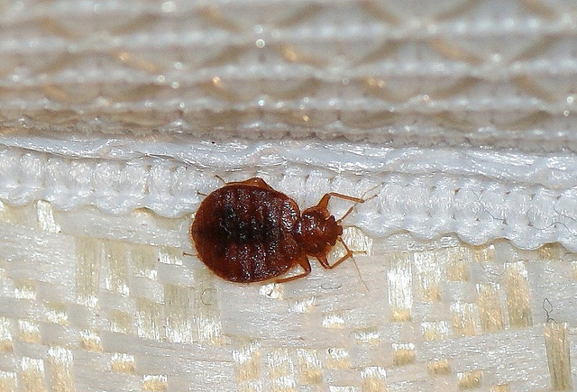 Bed bug pest control