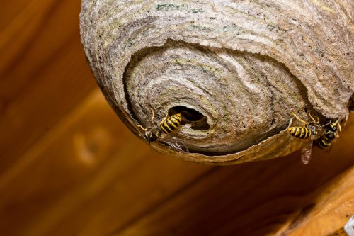 Wasp nest removal