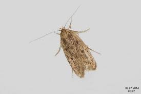 Carpet Moths and clothes moths
