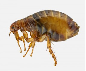 Bed Bugs, Fleas and Textile Pests