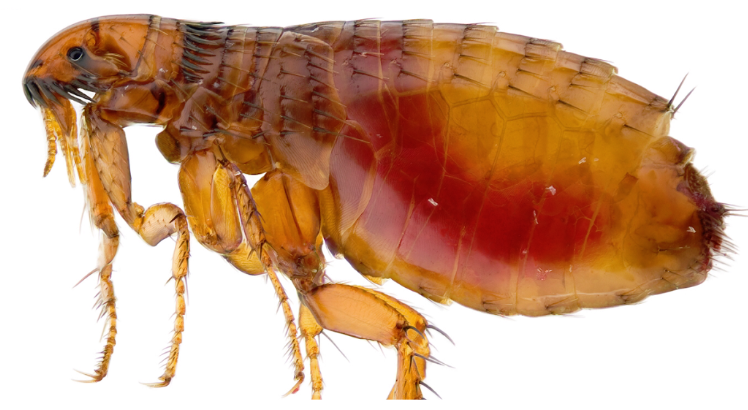 Flea Control