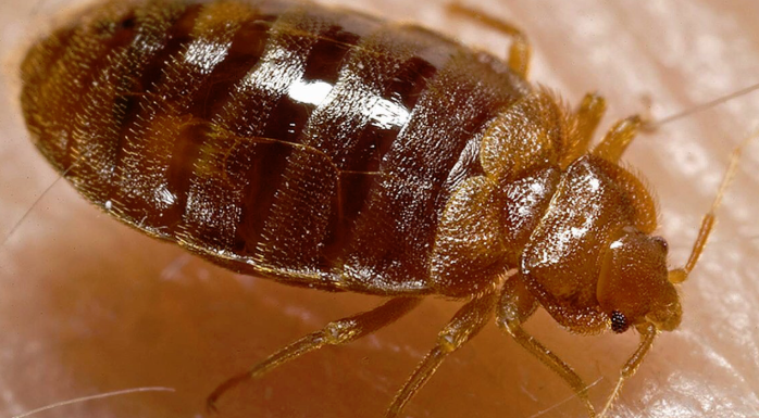 Bed Bug Control