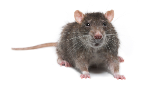 Rat Control