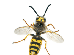 Wasp Nest Removal