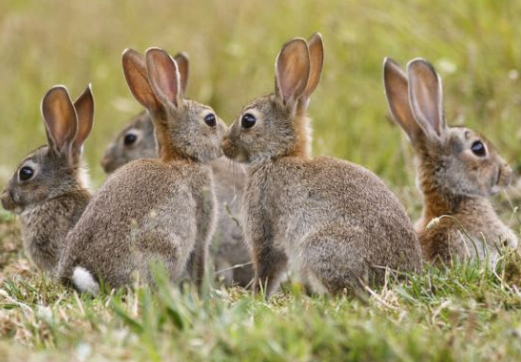 Rabbit Control