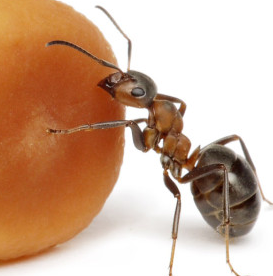 Ant Control and Ant Removal