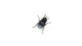 London Bed Bug